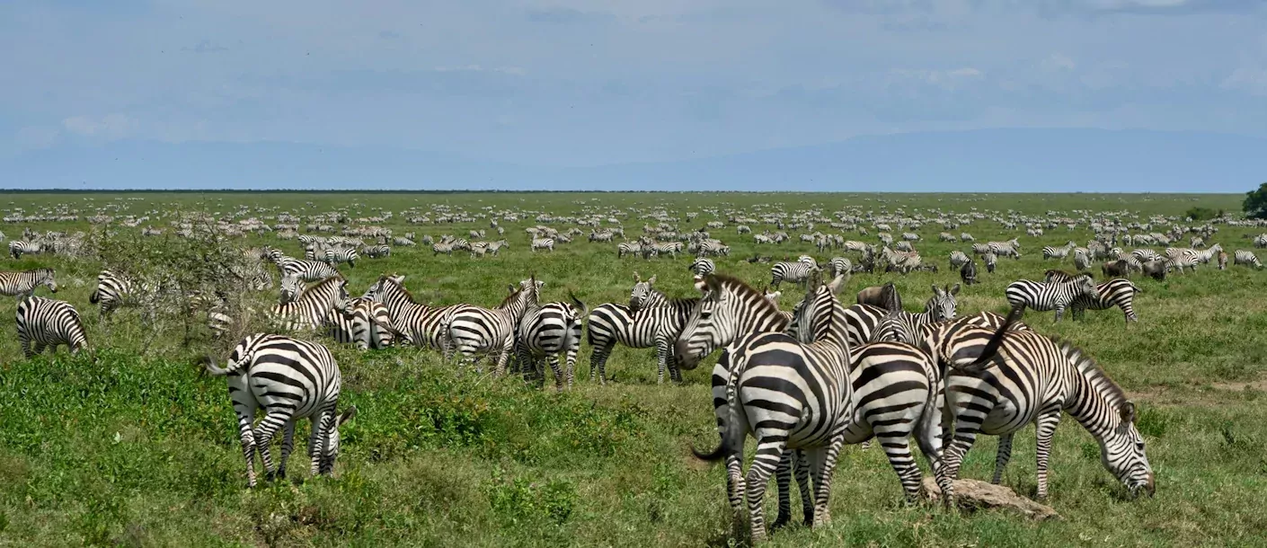 ngorongoro - zebra's.webp