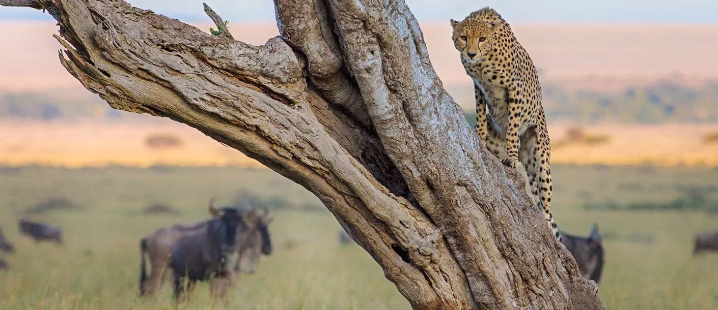 masai mara - cheetah.webp