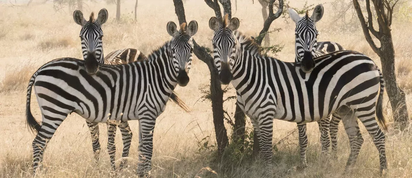 serengeti - zebra's.webp