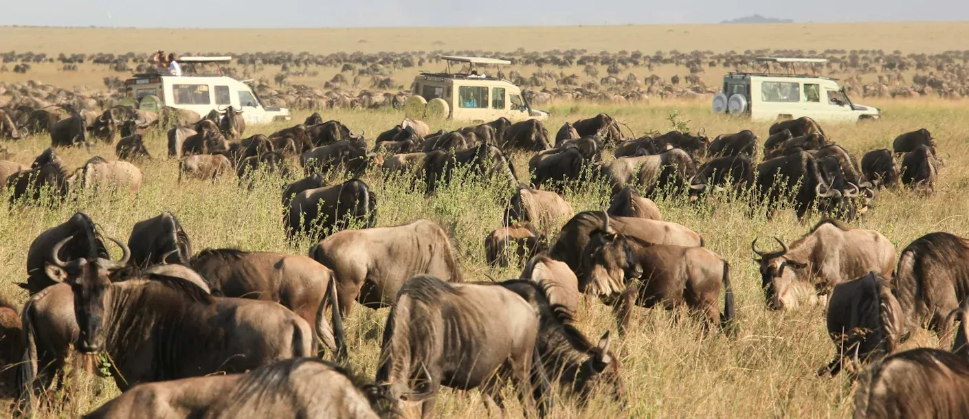 serengeti - gnoes en jeeps.webp