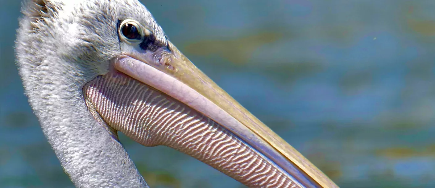 soysambu conservancy - pelikaan hoofd.webp