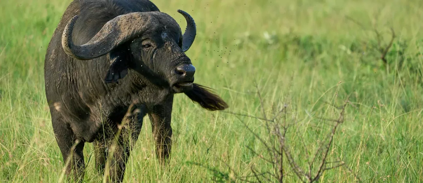 serengeti - buffel.webp