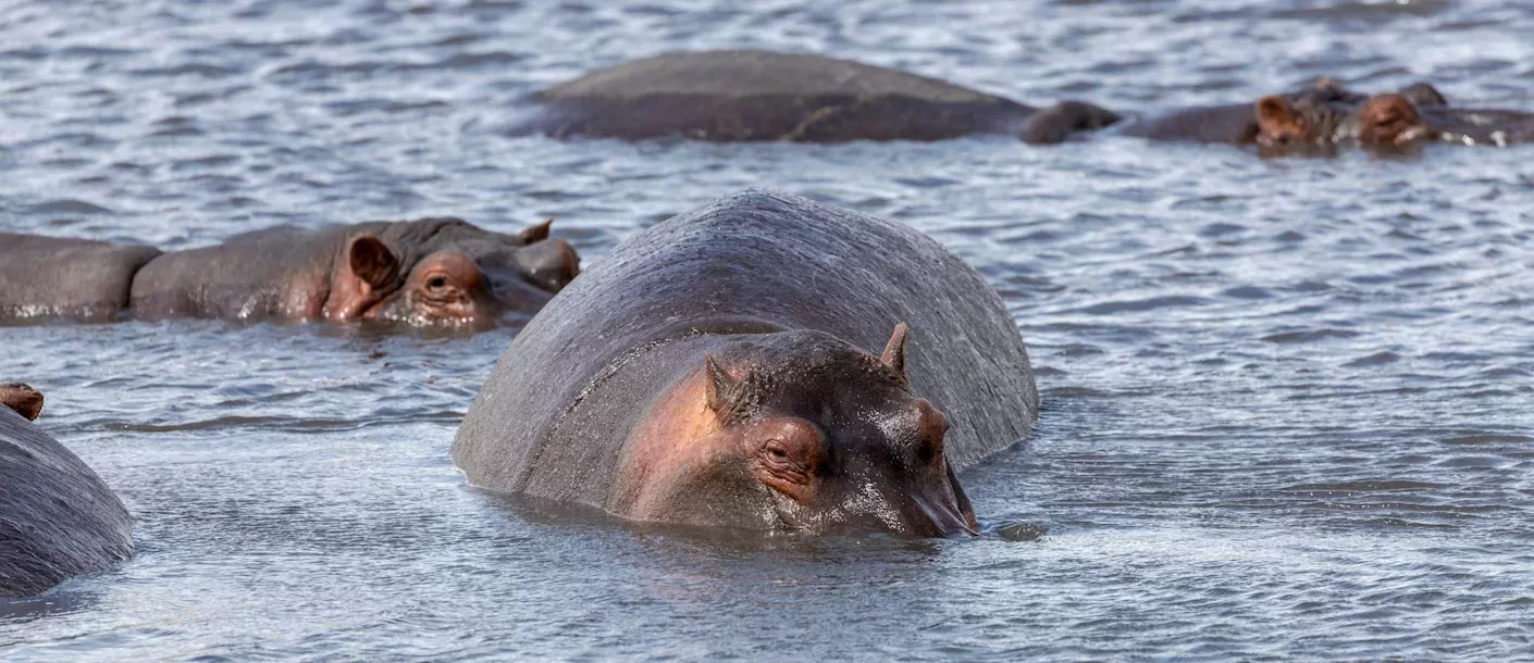 mara rivier - nijlpaarden.webp