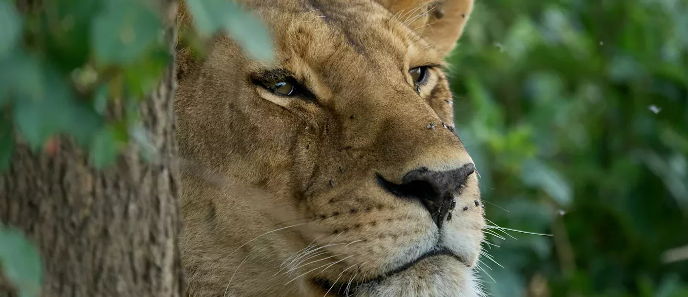 serengeti - leeuwenhoofd.webp