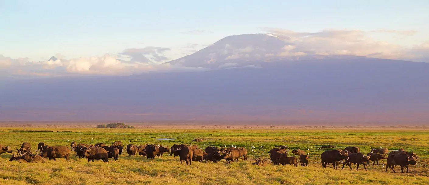kilimanjaro - buffels.webp