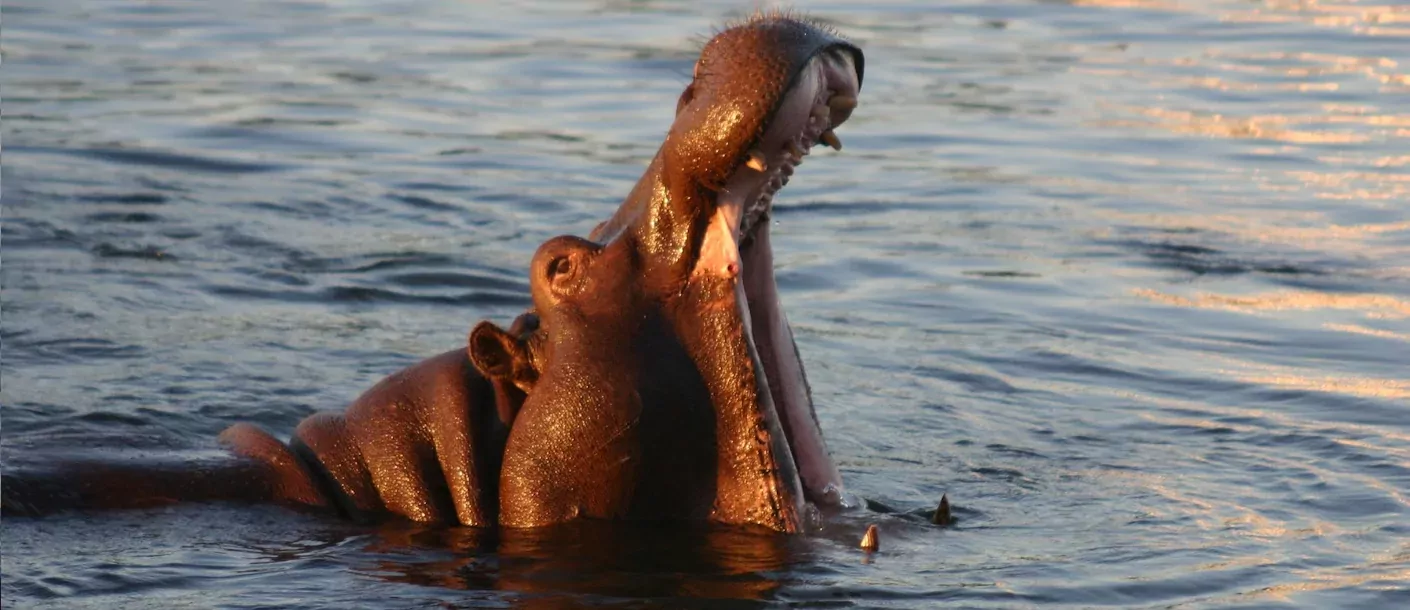 lake victoria - nijlpaard.webp