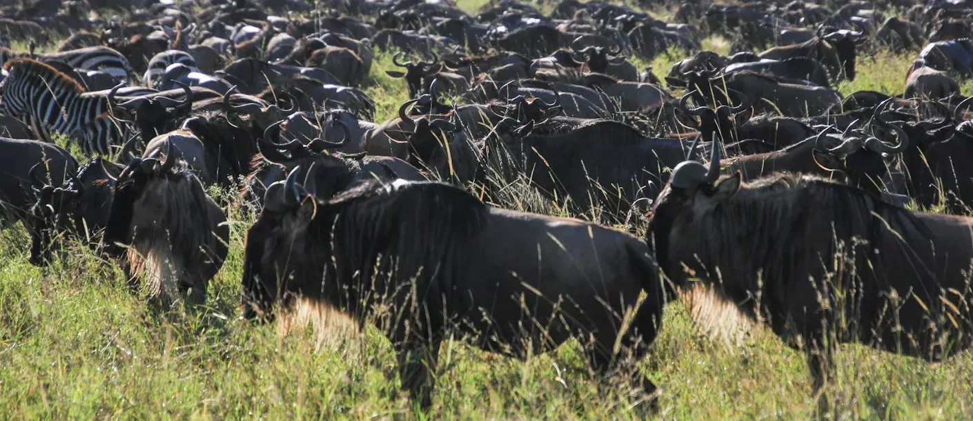 serengeti - migratie.webp