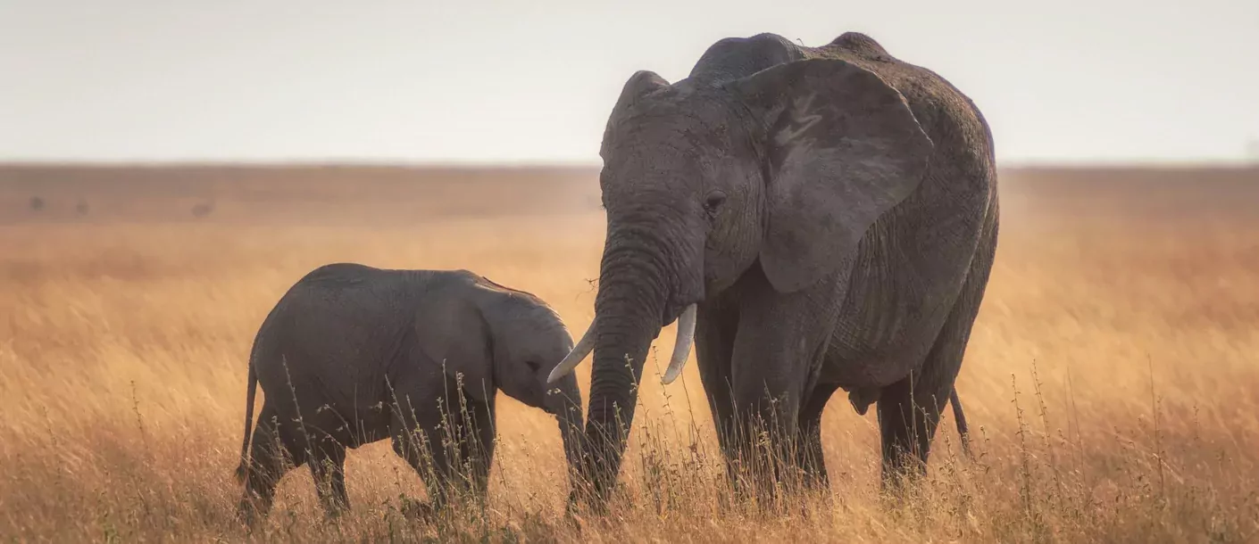 serengeti - olifant en jong.webp