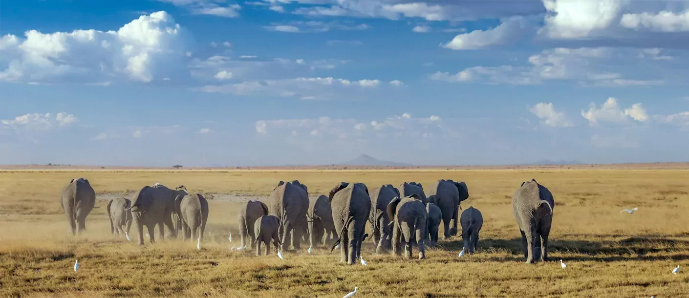 amboseli - kudde olifanten.webp