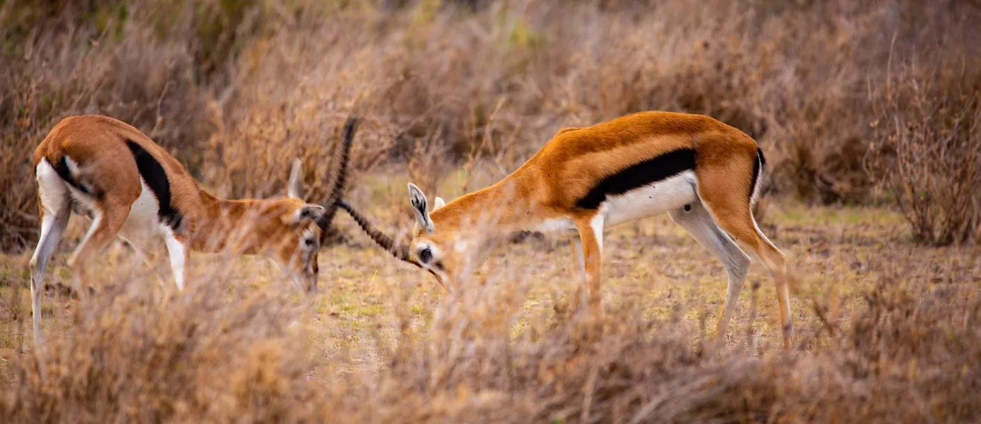 amboseli - antilope.webp