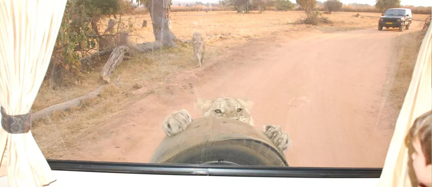 lion eating spare wheel.webp