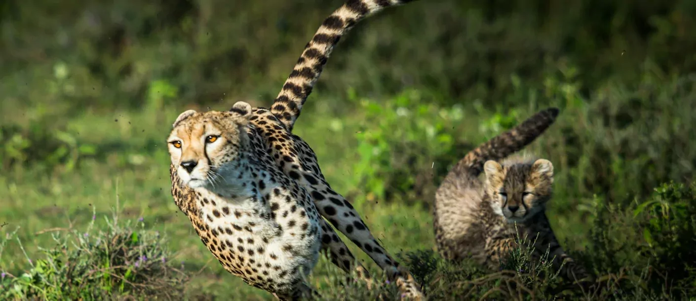 hluwehluwe - cheetah (2).webp