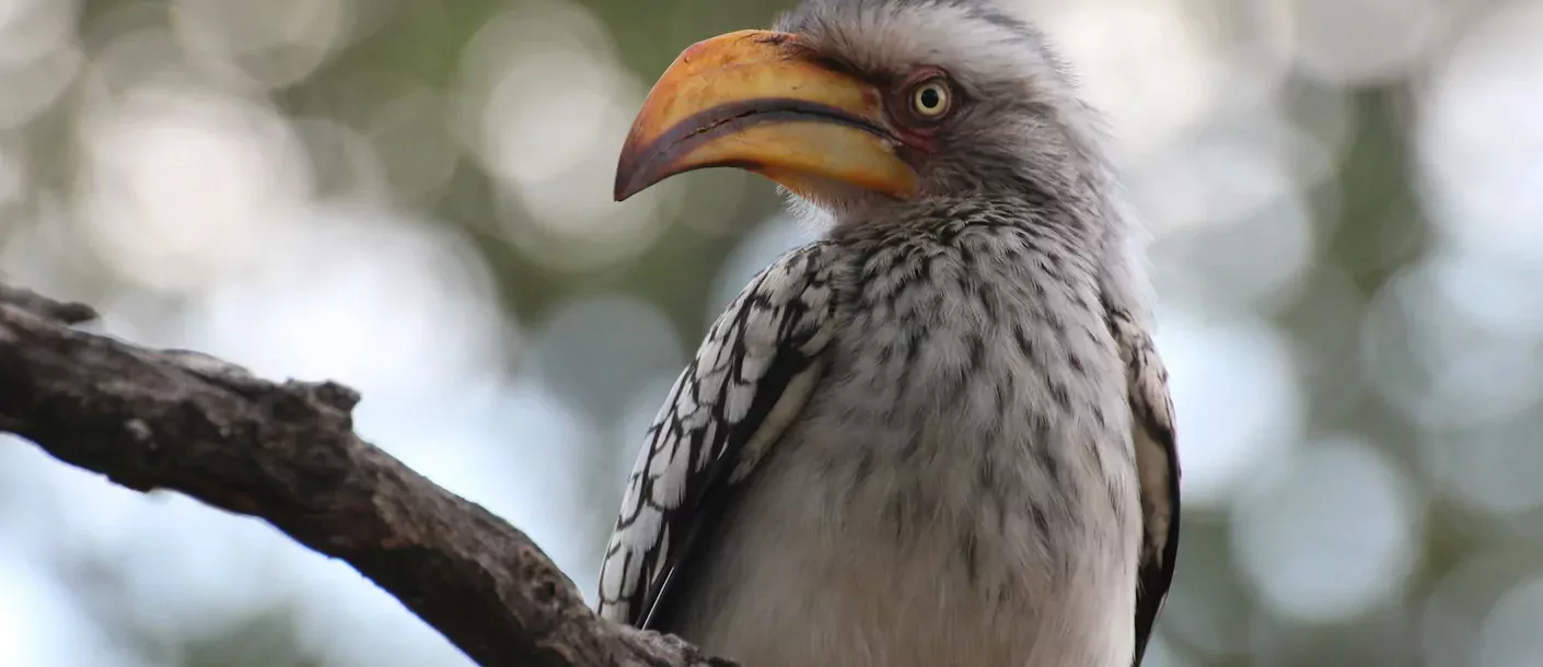 addo - hornbill.webp