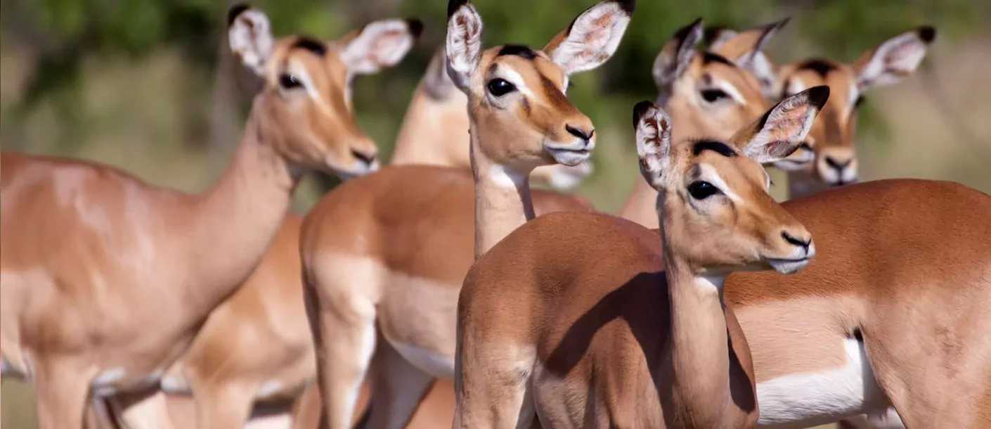 kruger - impala's.webp