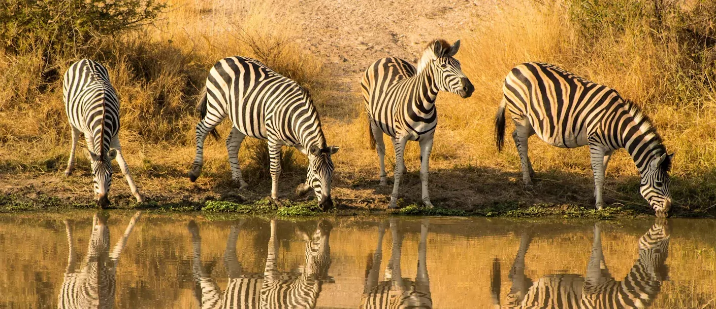 loskopdam game reserve - zebra's.webp