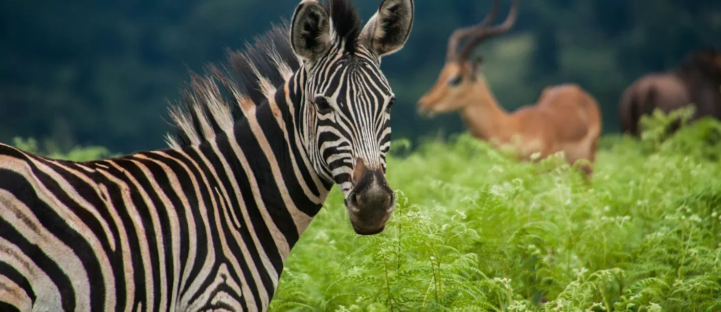 swaziland - zebra en impala.webp