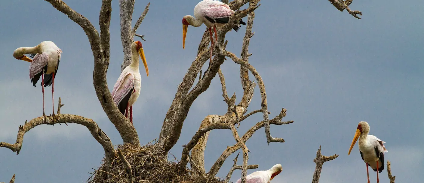 kruger - vogels.webp