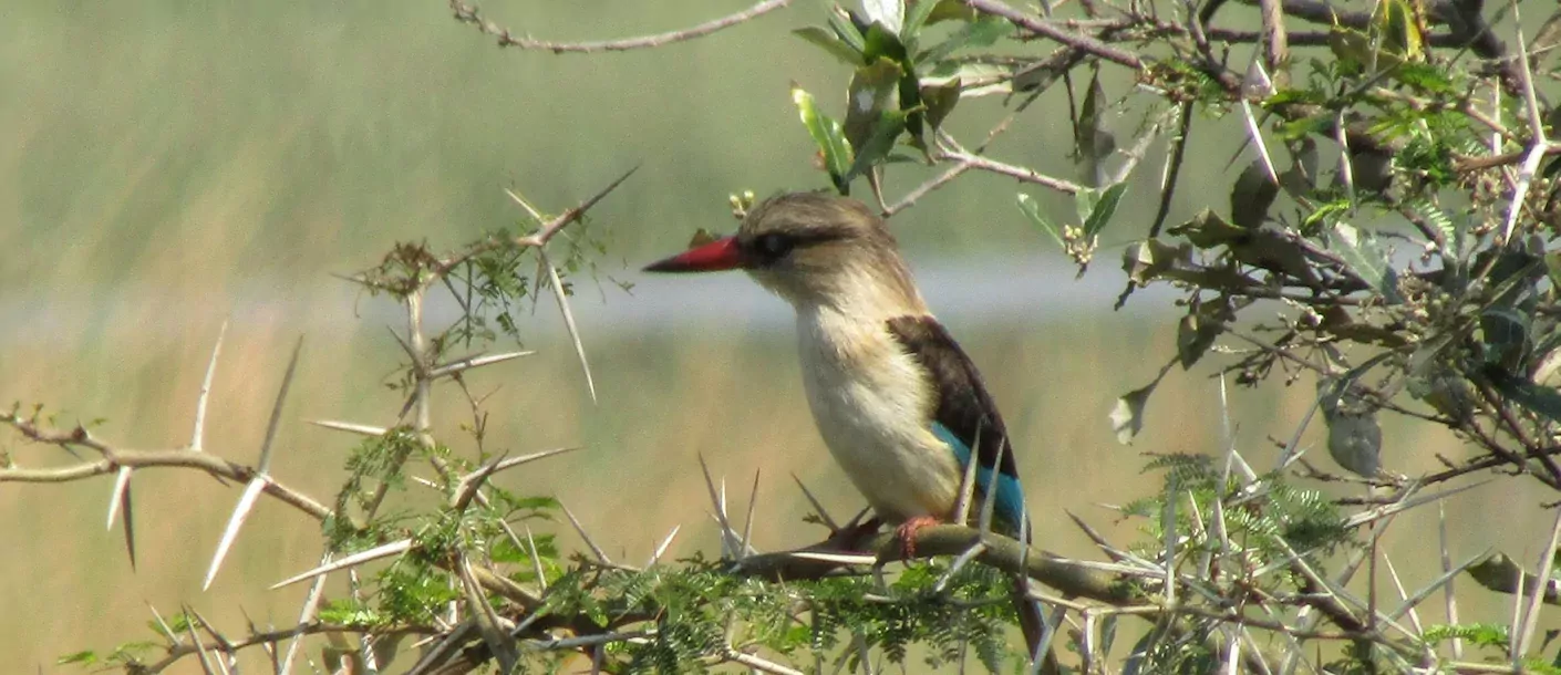 st. lucia - isimangaliso wetland park - vogel.webp