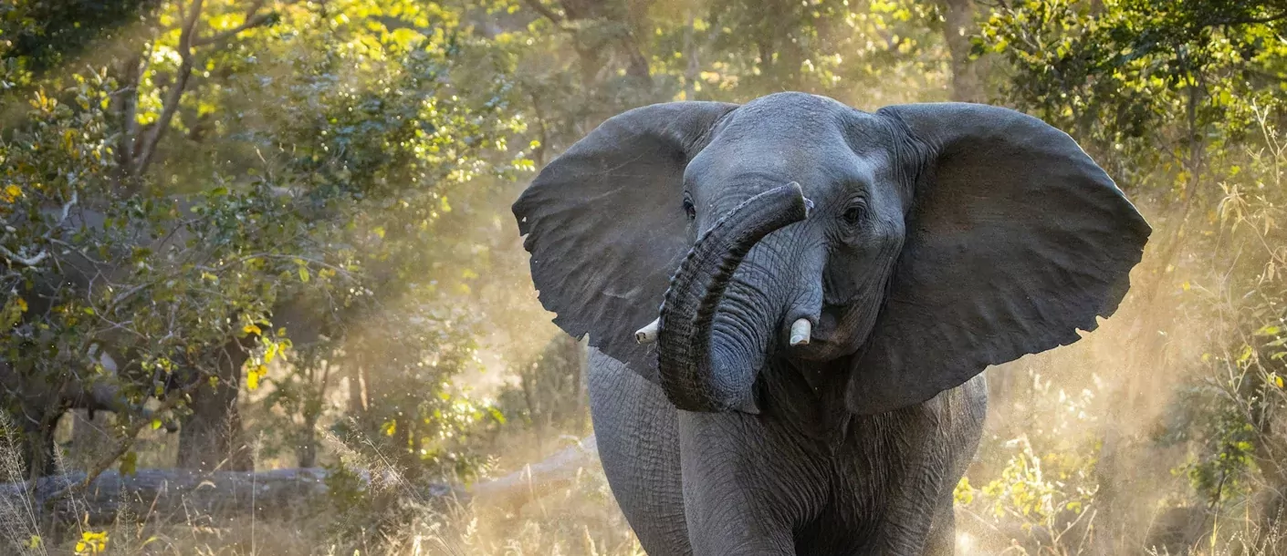 hwange national park - olifant slurf omhoog.webp