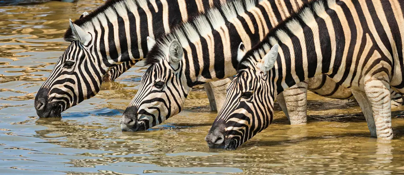 chobe - zebra bij waterplas.webp