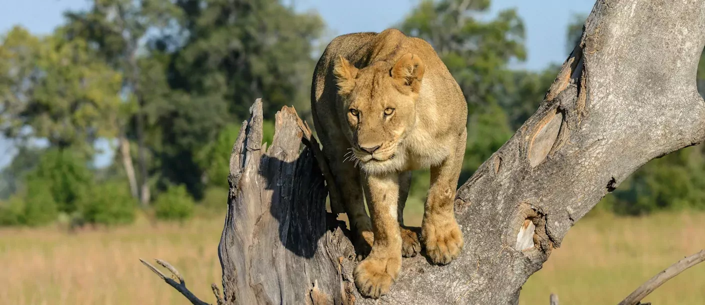 botswana - okavango delta.webp