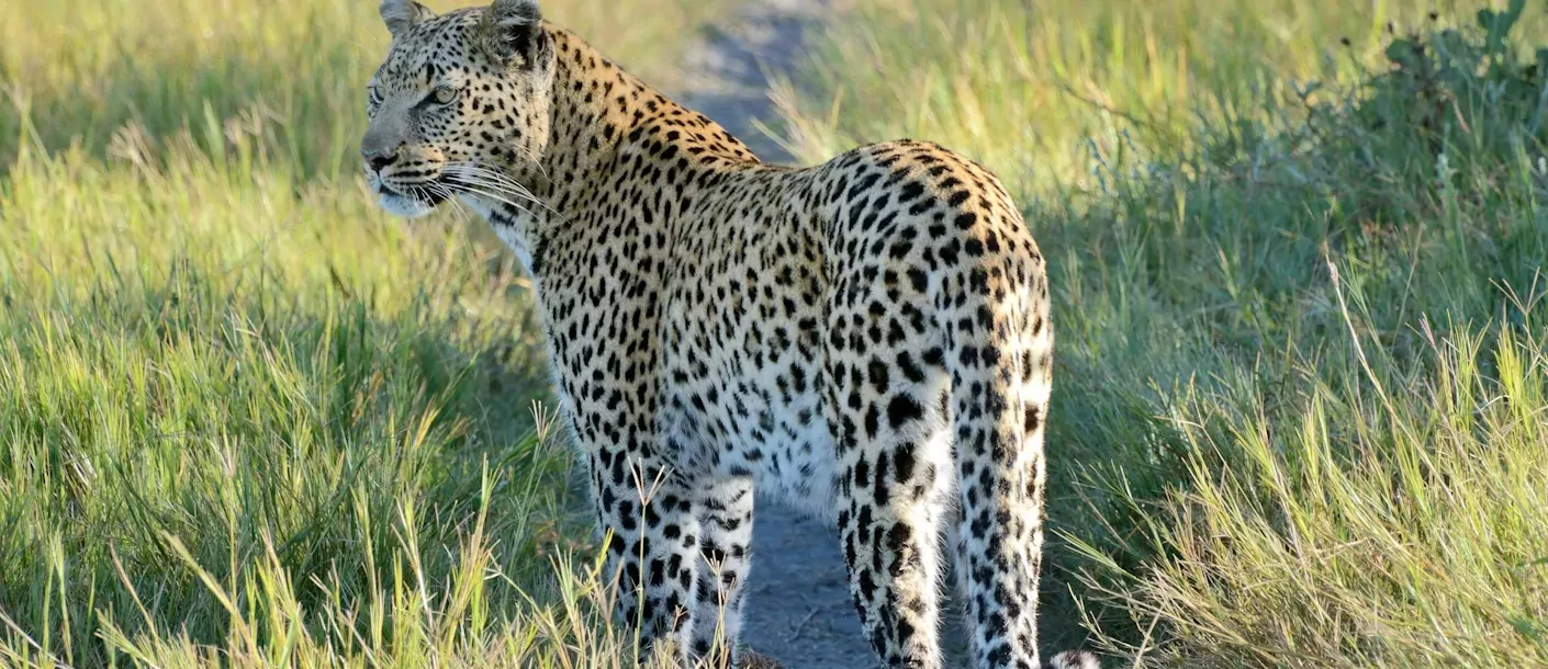 okavango delta - luipaard.webp