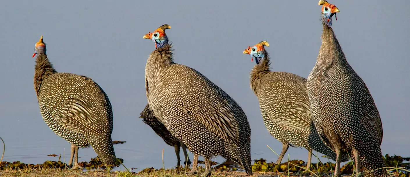 mana pools - parelhoenders.webp