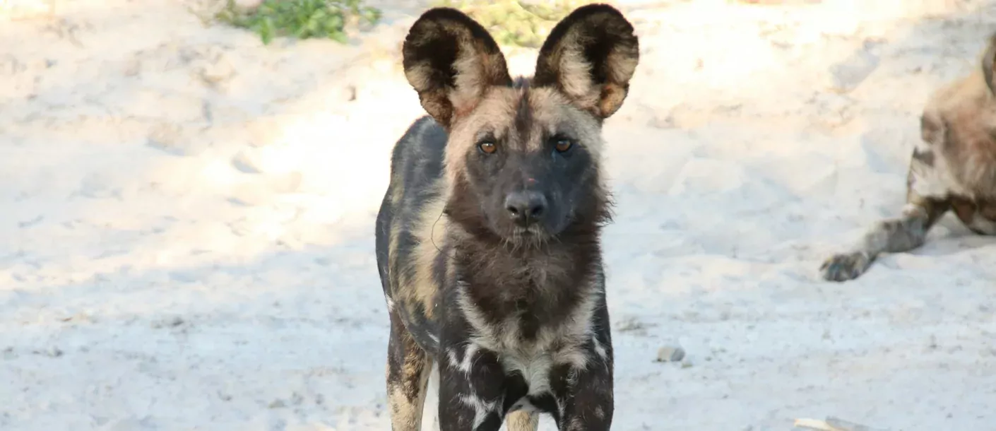 hwange national park - wild dog.webp