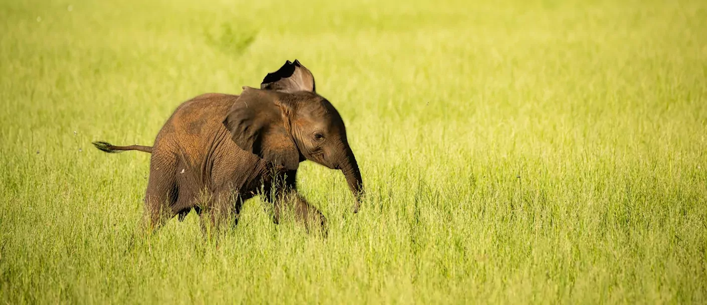 lake kariba - baby olifant.webp