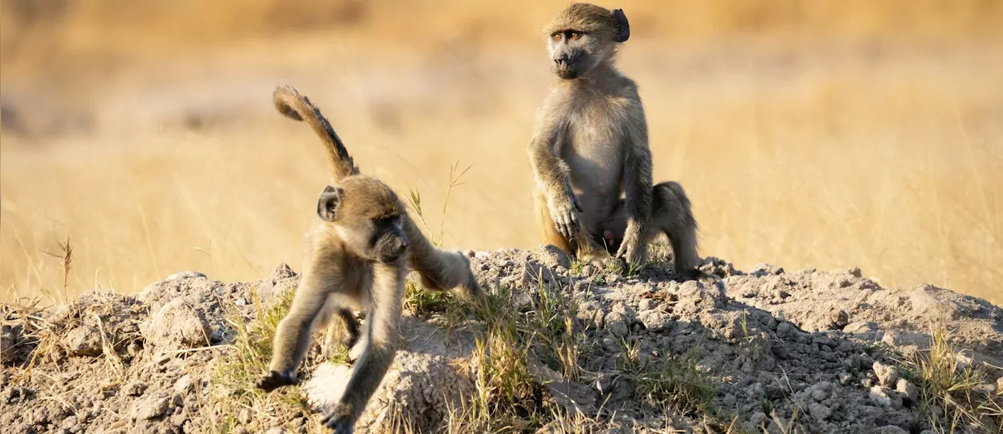 hwange national park - baboons.webp