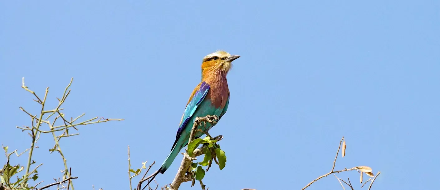 hwange national park - bee eater vogel.webp