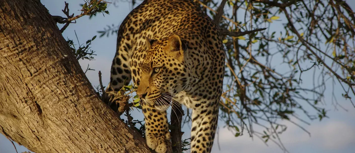 mana pools - luipaard.webp