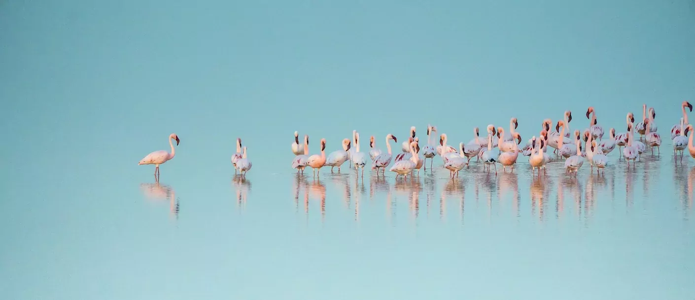 etosha - flamingo's.webp