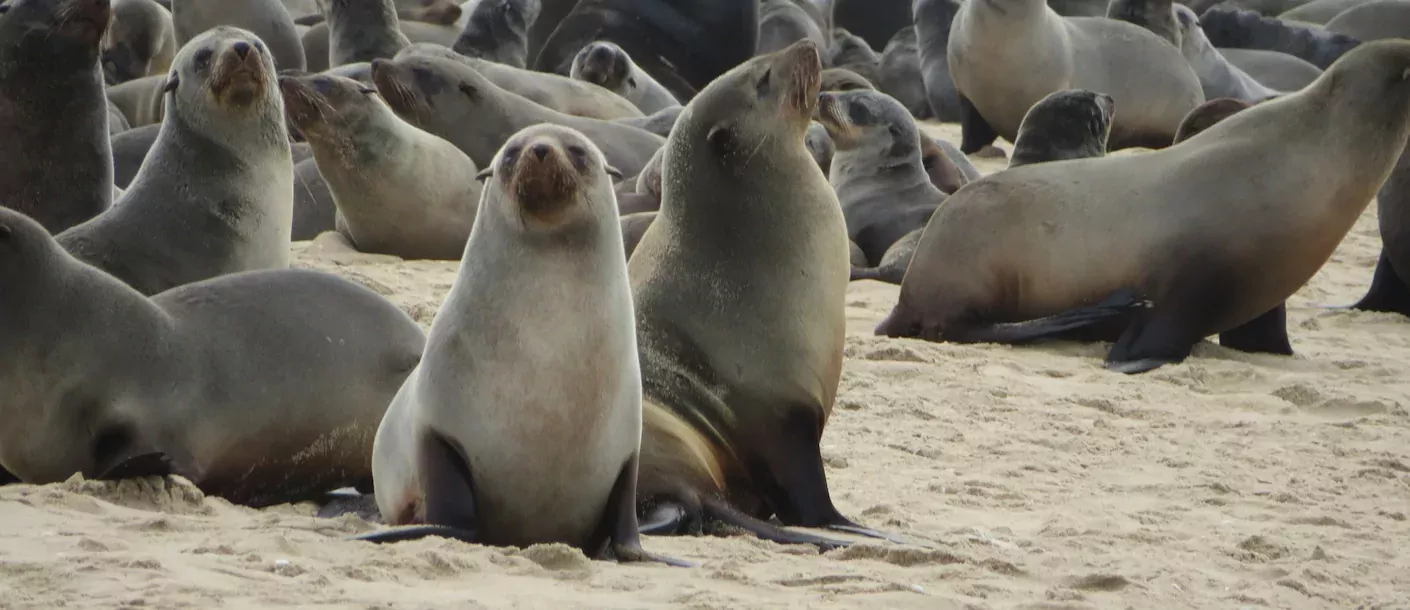 skeleton coast - zeehonden (1).webp