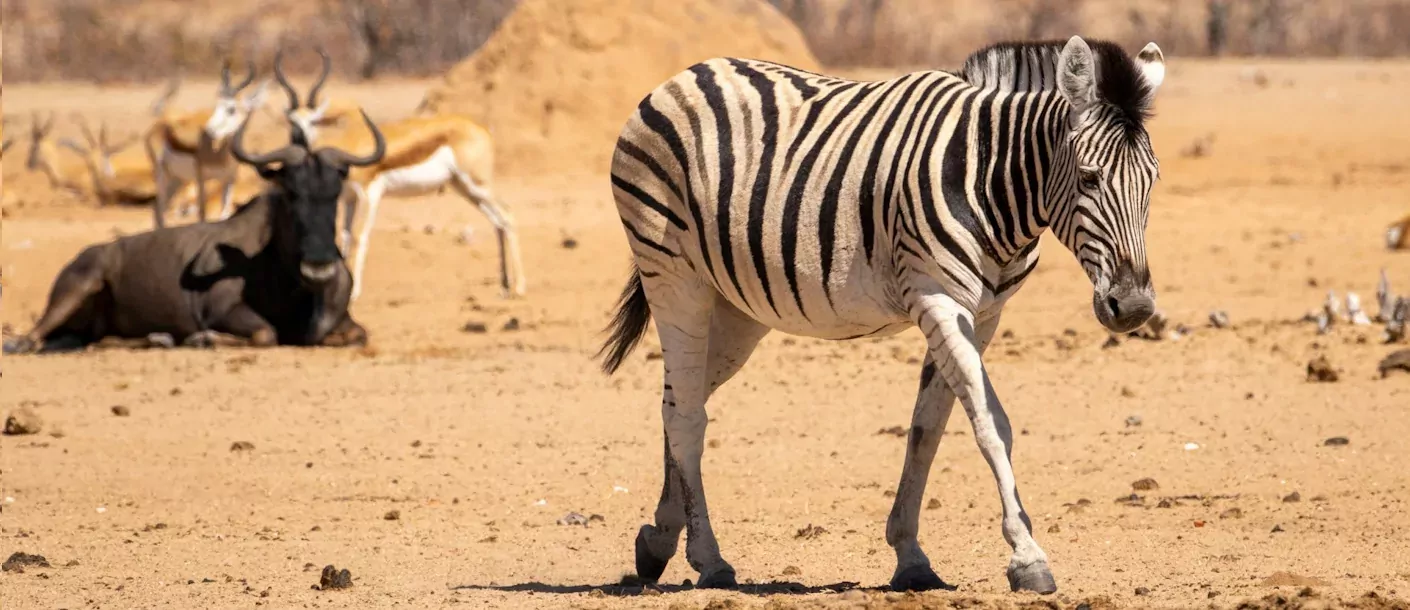 etosha - zebra.webp