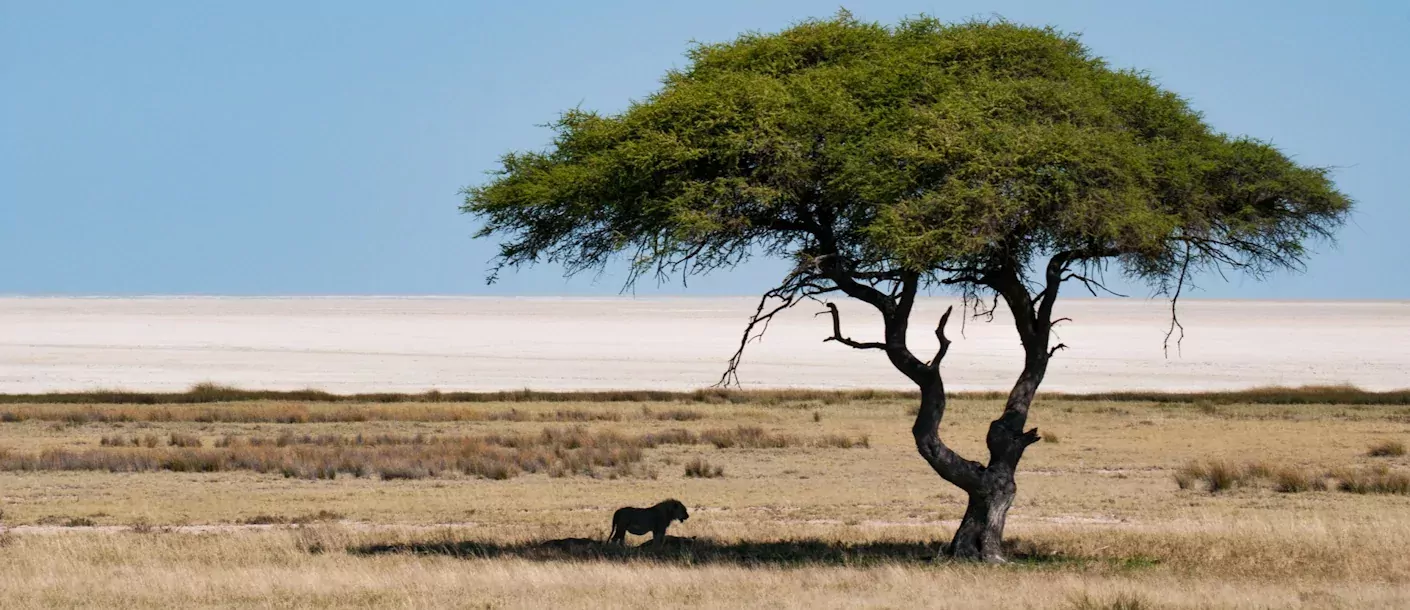 etosha - landschap met leeuw.webp