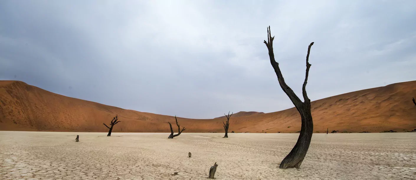 dead vlei.webp