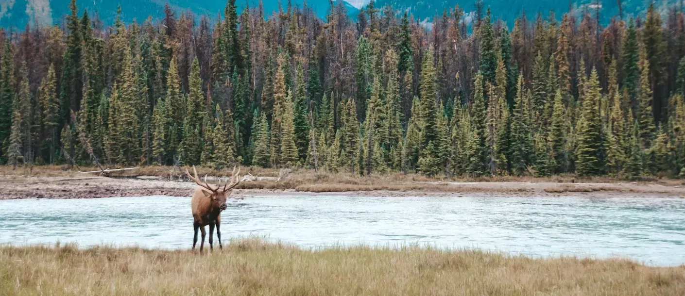 banff, ab, canada.webp