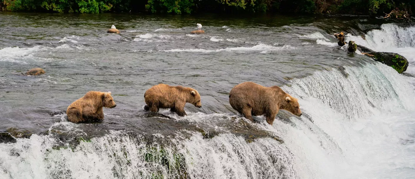 beren excursie canada boottour waterval.webp