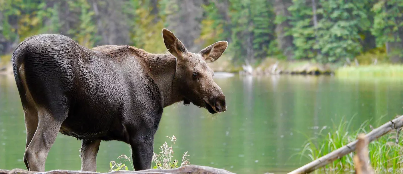 elk canada.webp