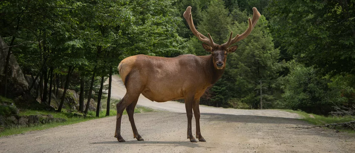 elk canada.webp