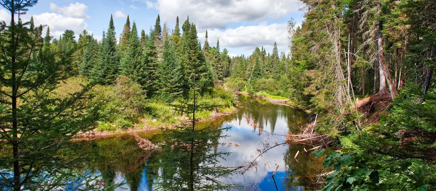 algonquin park canada.webp