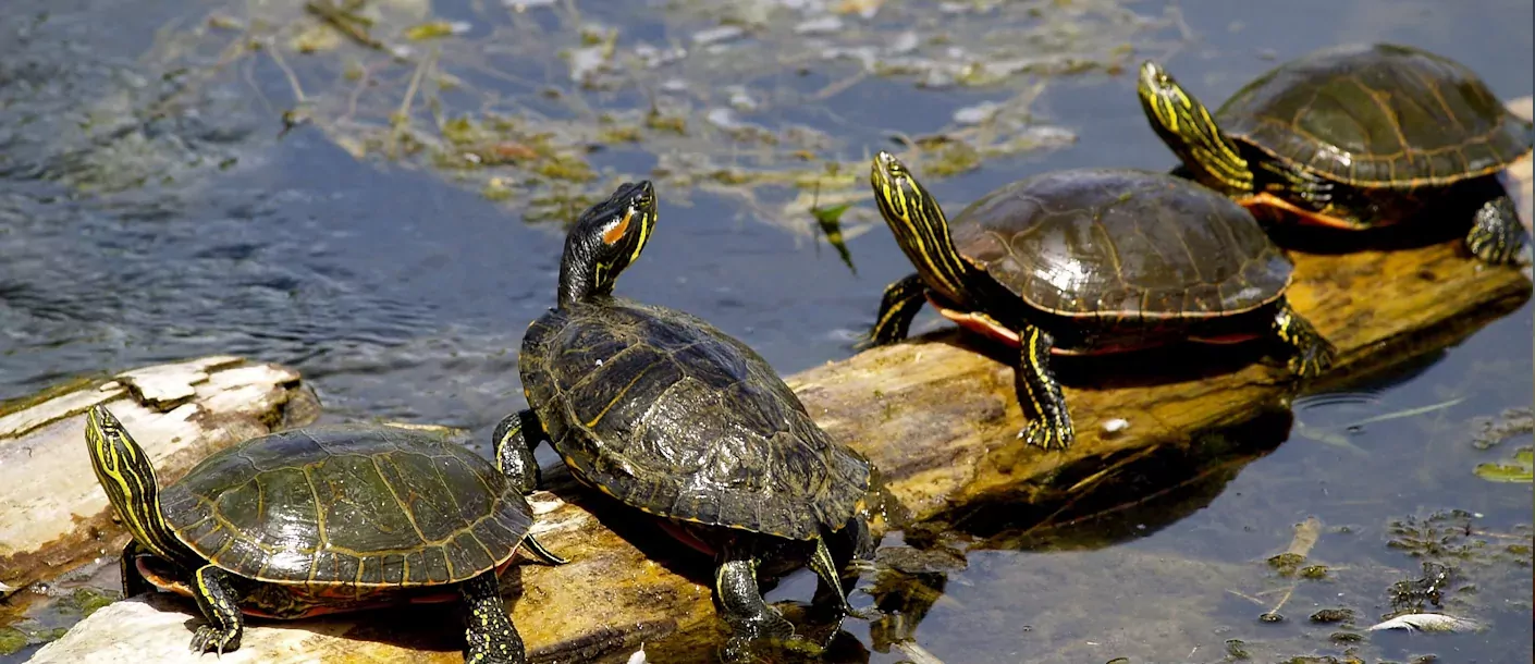 prince rupert  meer canada schildpadden.webp