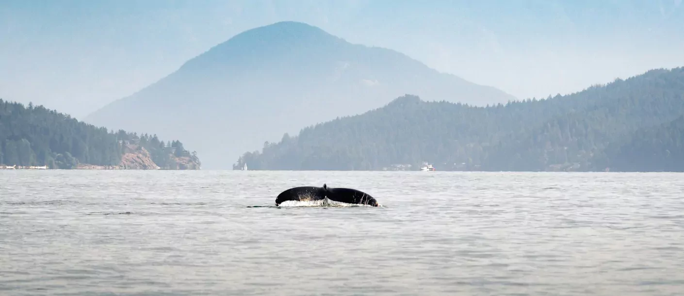 vancouver island walvis.webp