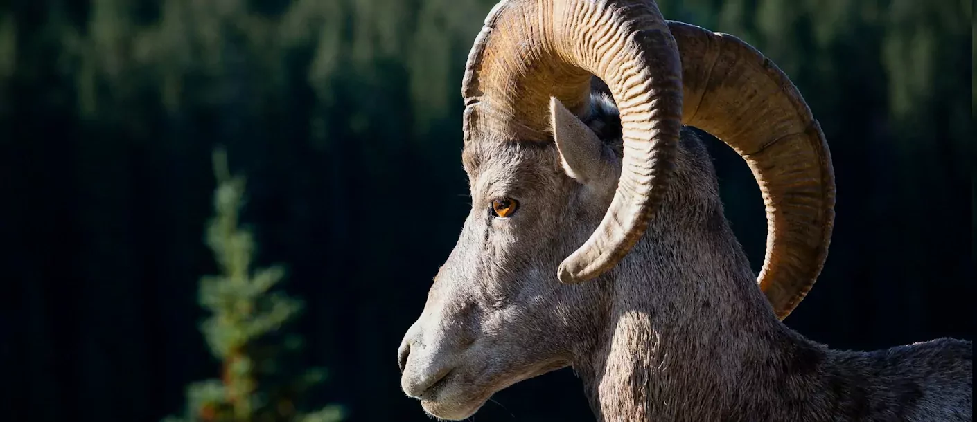 bighorn schapen.webp