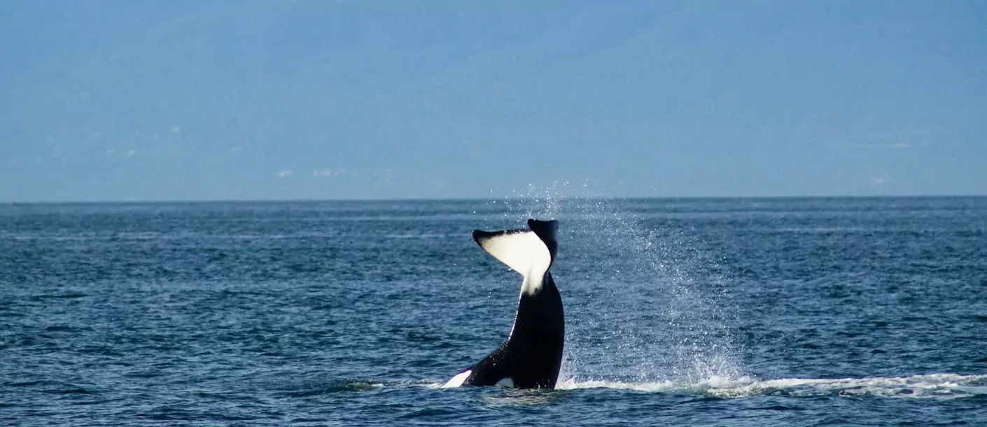 strait of georgia.webp