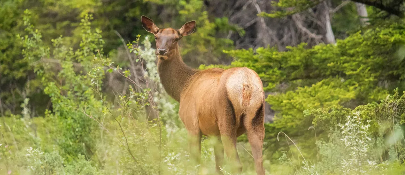 jasper national park hert canada.webp