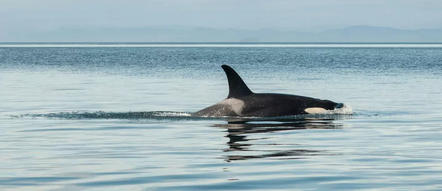 orka orca canada.webp