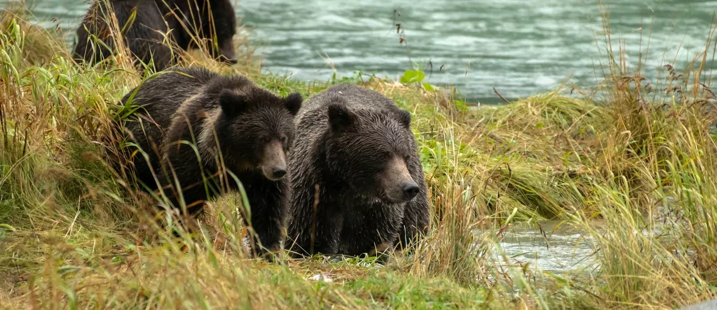 grizzly beer canada.webp