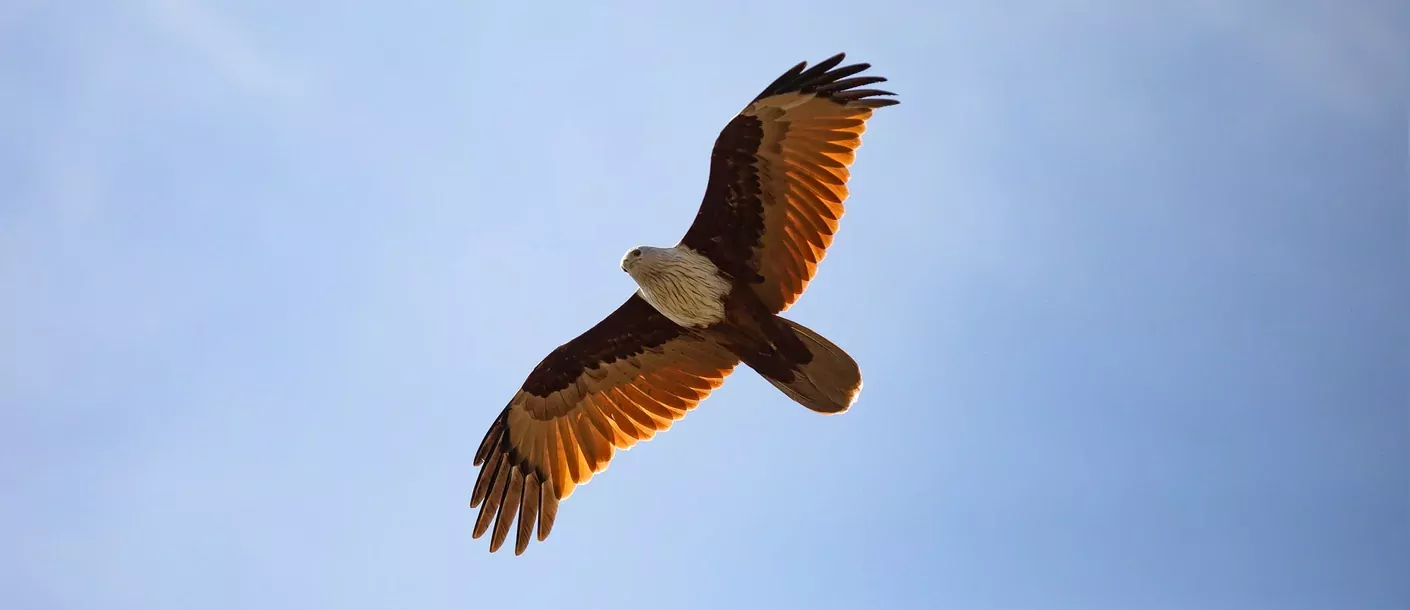 adelaar national park canada.webp